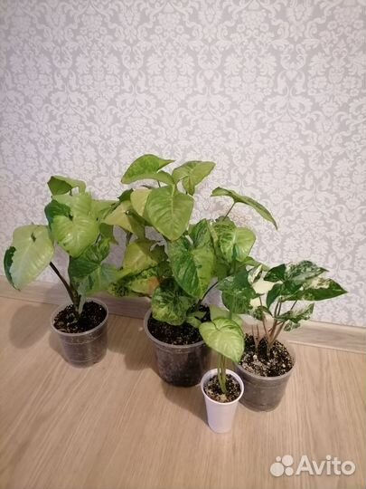 Набор Сингониумов