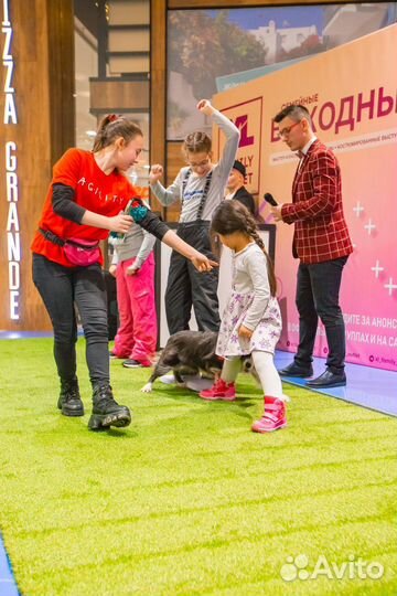 Шоу дрессированных собак на ваши праздники