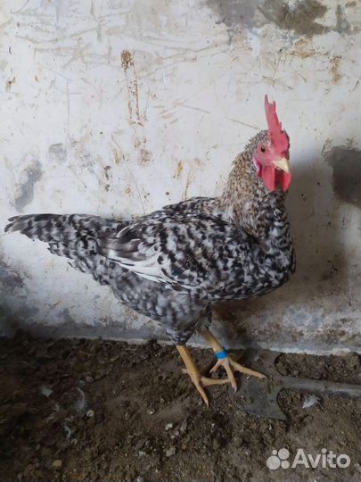 Молодые петухи