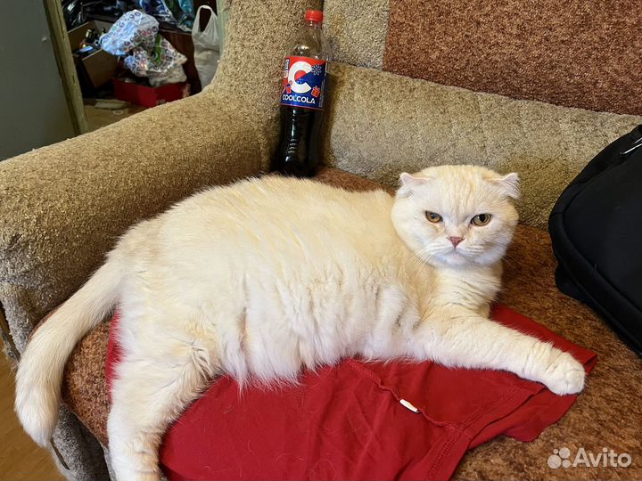 Отдам кота в добрые руки