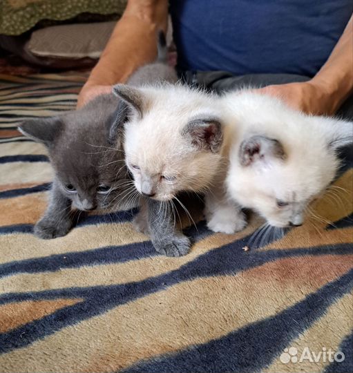 Котята в добрые руки