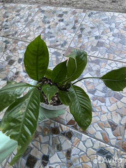 Спатифилум(женское счастье)