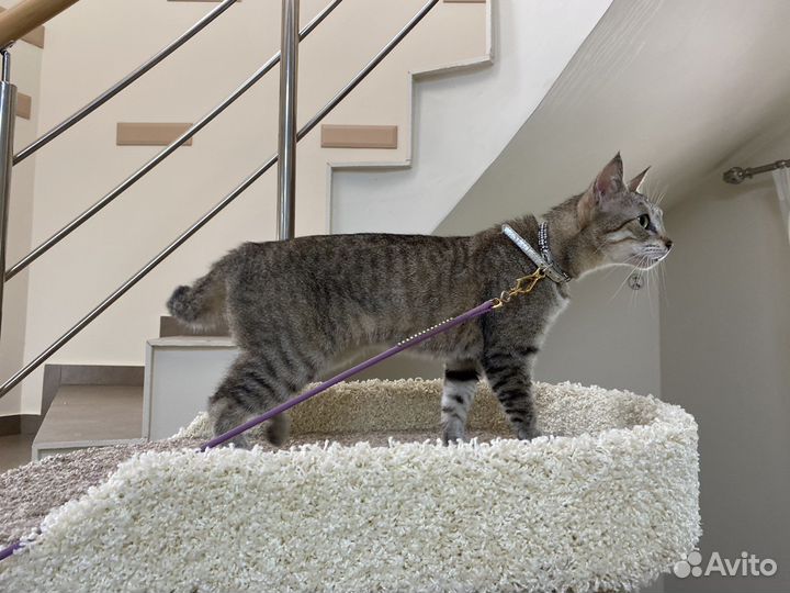 Кошечка чаузи/ пиксибоб Снежана