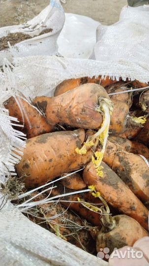 Морковь свежая