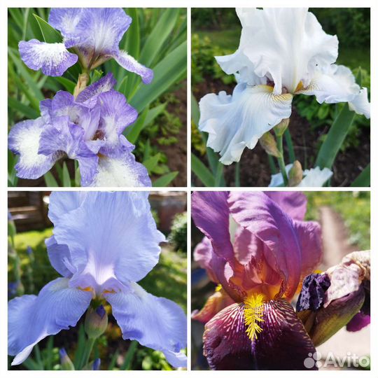 Ирисы, разные сорта