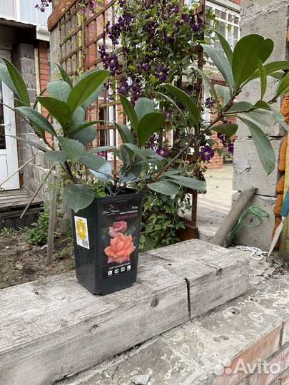 Фикус Циатистипула