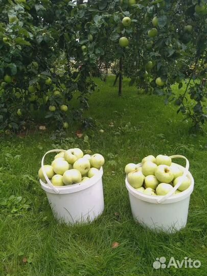 Продам яблоки