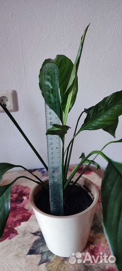 Спатифиллум