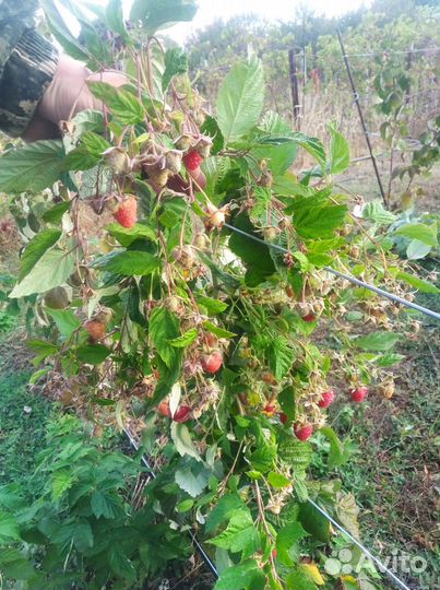 Саженцы малины