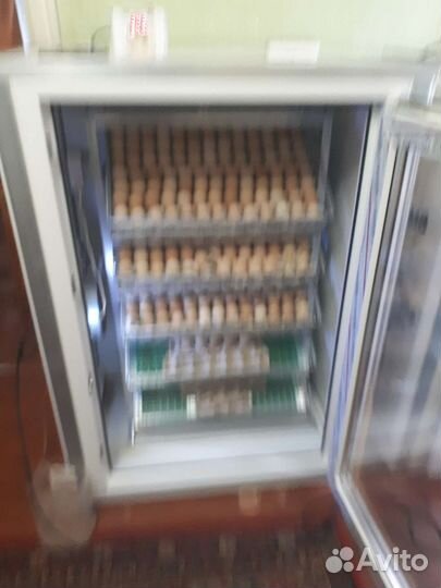 Инкубационное яйцо бройлера кобб 500,росс308