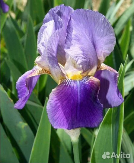 Ирис