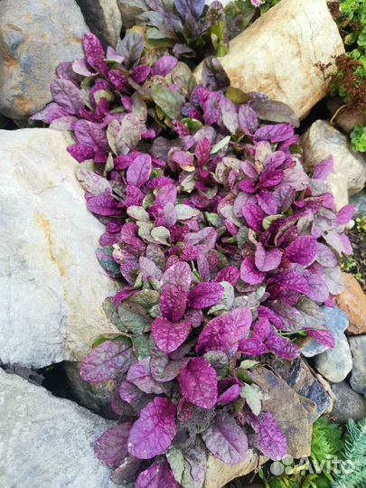 Многолетники для сада