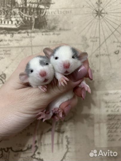 Ручные крысята Дамбо много окрасов