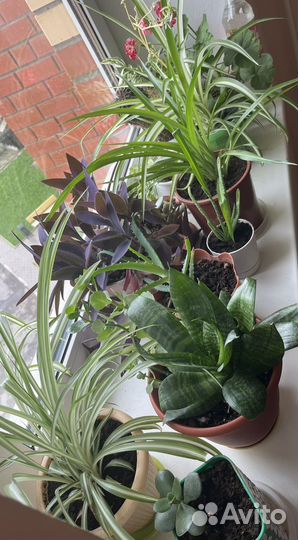 Комнатные растения