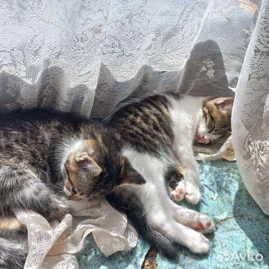 Котята в добрые руки бесплатно