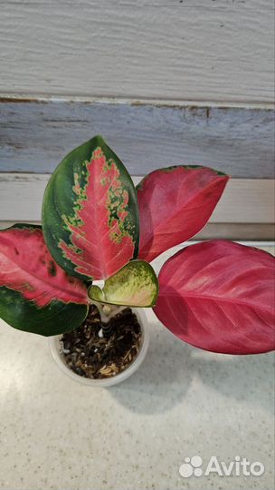 Аглаонема Ред Дракон