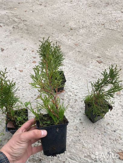 Туя Смарагд горшок Р9