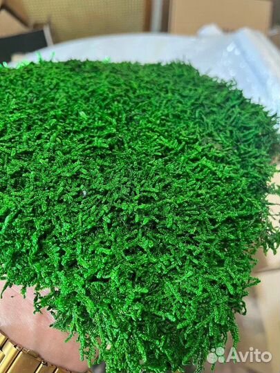 Плоский мох Премиум