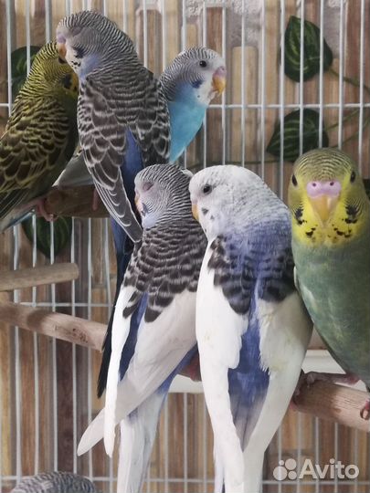 Птенцы. Волнистый попугай. Клетка