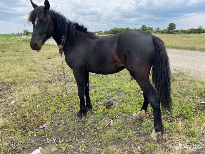 Лошади жеребец