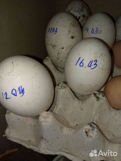 Яйцо гусиное, куриное для инкубации