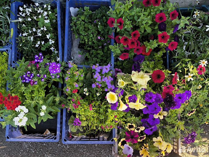 Петуния и другие цветы