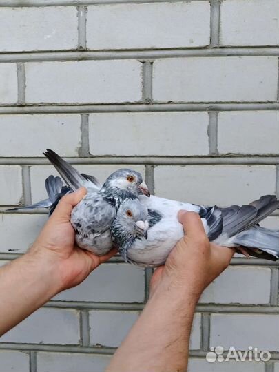 Спортивные голуби