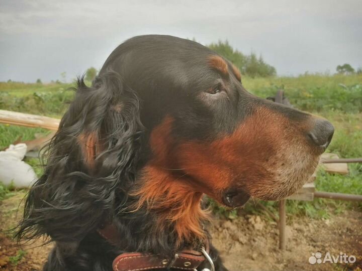 Шотландский сеттер