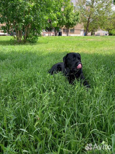 Кабель для случки