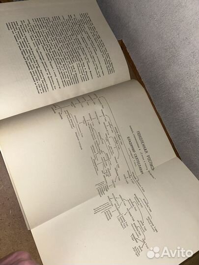 Слово о полку игореве 1954