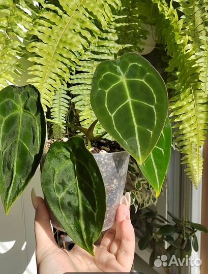 Антуриум форгетти