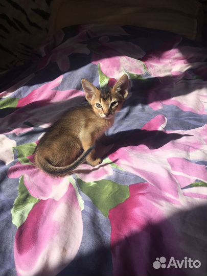 Абиссинские котята