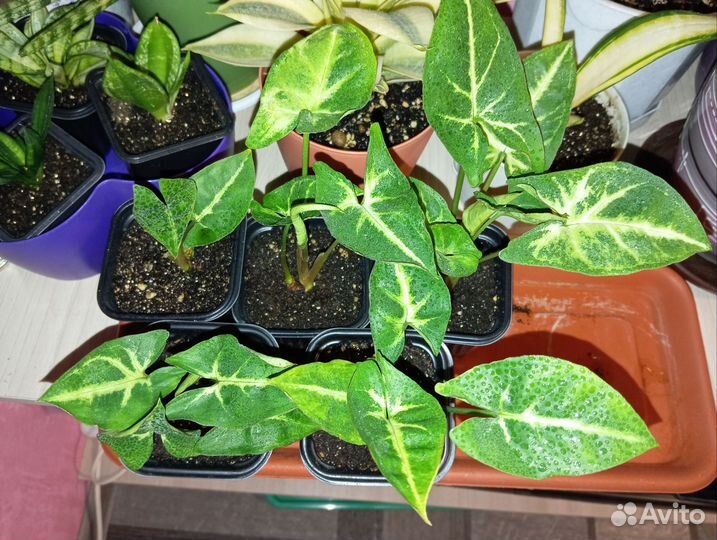 Сингониум кустовой