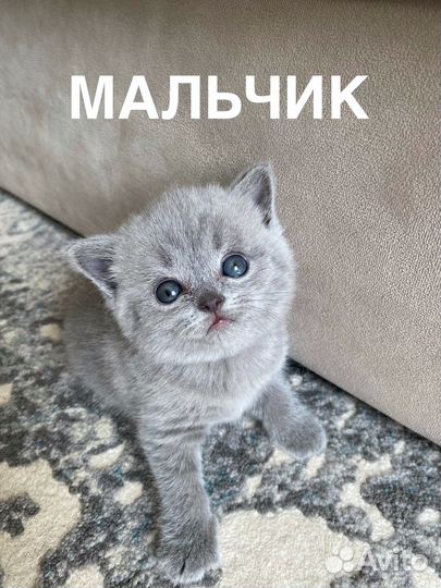 Шотландские котята