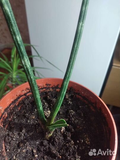 Сансевиерия