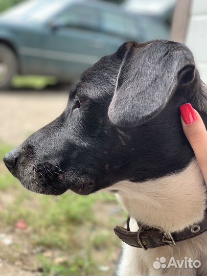 Отдам в добрые руки