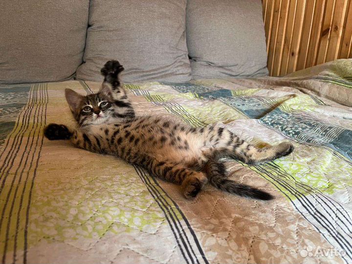 Маленькое чудо ищет дом