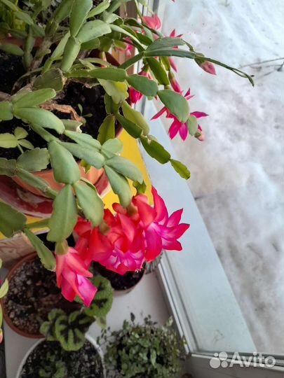 Комнатные растения цветы