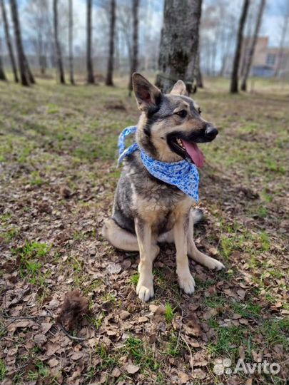 Спасите из приюта