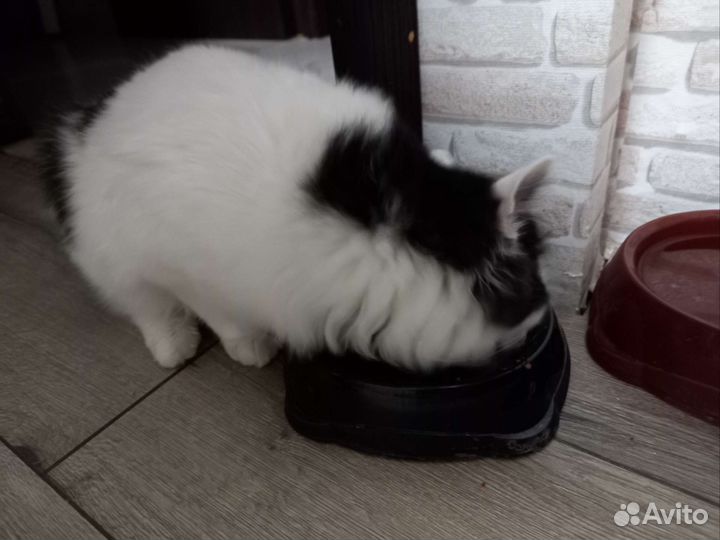 Коты