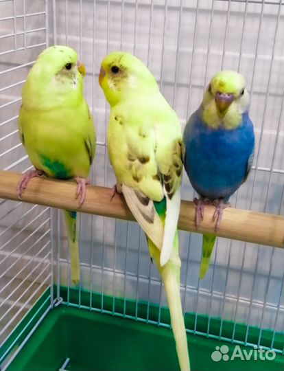 Птенцы волнистых попугайчиков