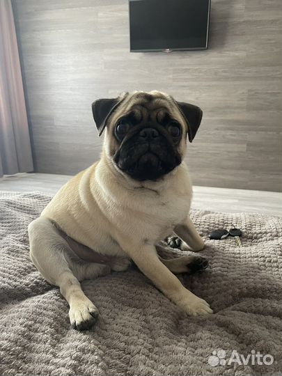 Мопс вязка мальчик
