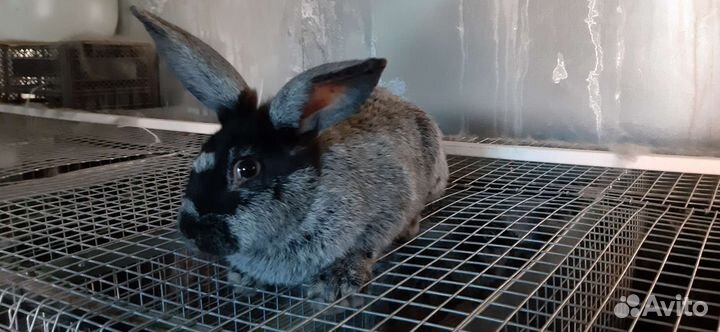 Кролики на племя