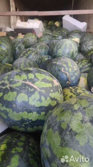 Арбуз холодок