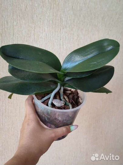 Орхидея а-ля Клубничный пирог