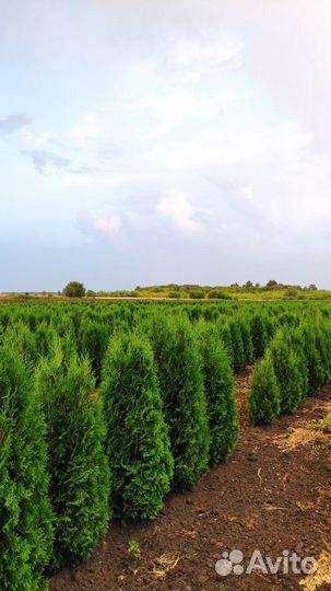 Туя Колумна. Напрямую из питомника