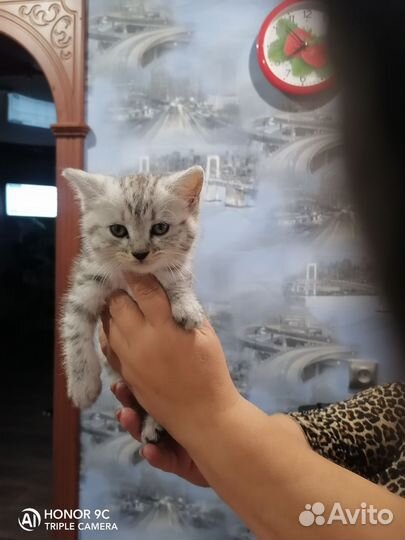 Кот курильский бобтейл