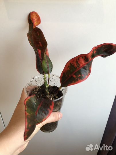 Кротон мамми