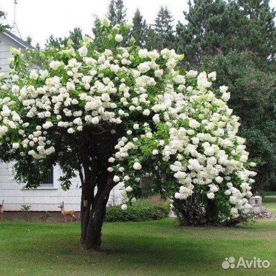 Калина бульденеж