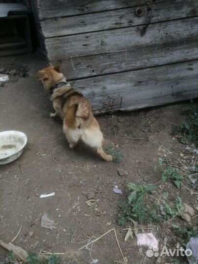 Собака в добрые руки отдам бесплатно